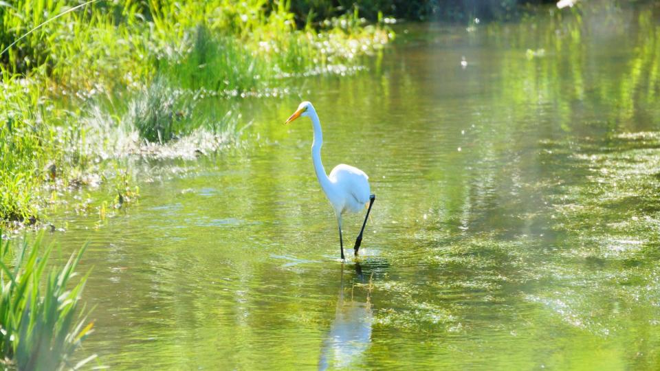 White egret in water surrounded by lush green foliage